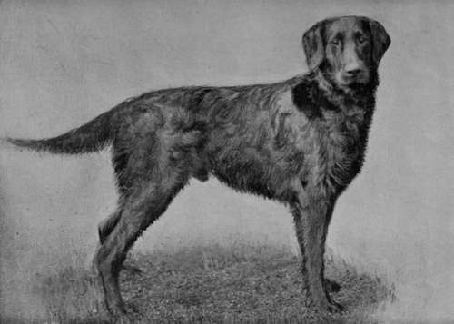 Flat coated Retriever Busy Marquis (Property of Mr E. H. Blagg).