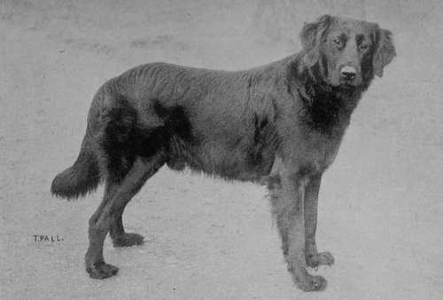 Flat coated Retriever Dog.