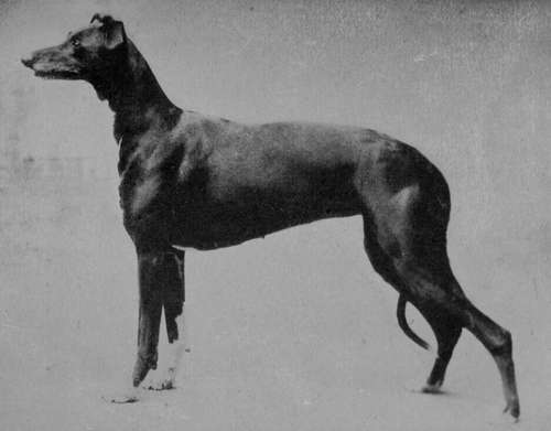 Greyhound Bitch Lady Golightly (Property of Mrs. DEWE).