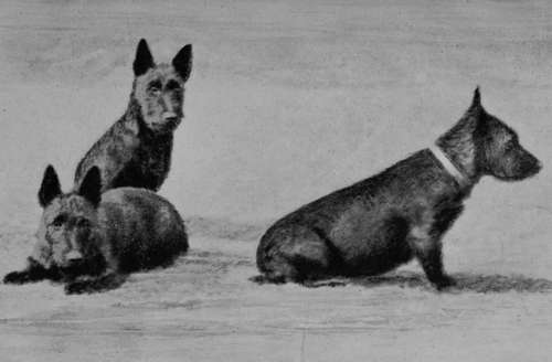 Group of Scottish Terriers (Property of Mr M'Candlish).