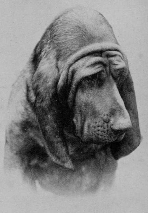 Head of Bloodhound Champion Sultan.