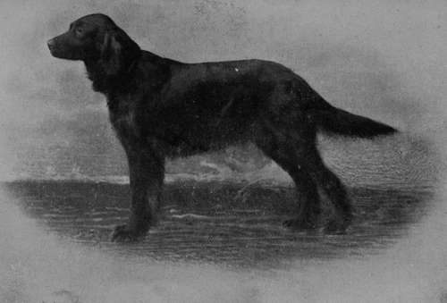 Irish Setter Champion Florizel (Property of Mrs Hamilton).