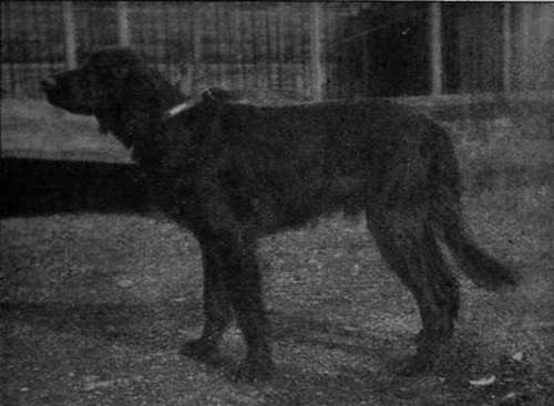 Irish Setter Dog.