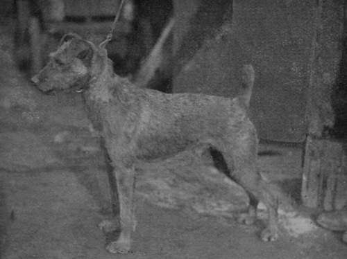 Irish Terrier Blackbrook Banker.