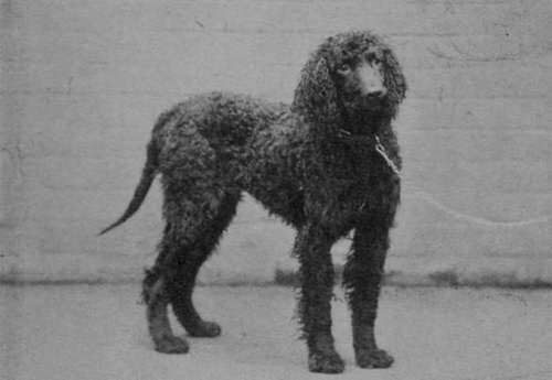 Irish Water Spaniel Pat O'Brien (Property of Major Birkbeck).