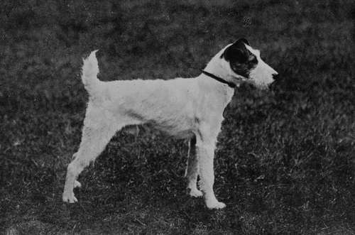 Miss Lewis's Wire haired Fox Terrier Champion Donington Venture.