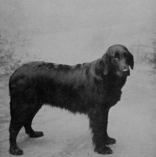 Mr Cartwright's Flat coated Retriever Champion Colwyn Clytie.