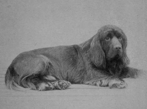 Mr Newington's Sussex Spaniel Dog Kosehill Rock.