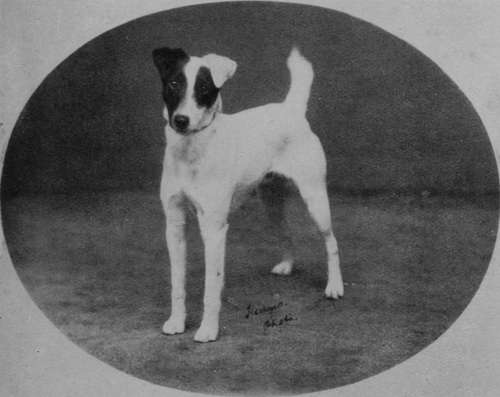 Mr Scott's Smooth Fox Terrier Millgate Jof.