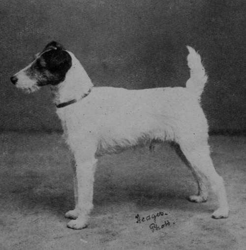 Mr Scott's Wire haired Fox Terrier Millgate Leader.