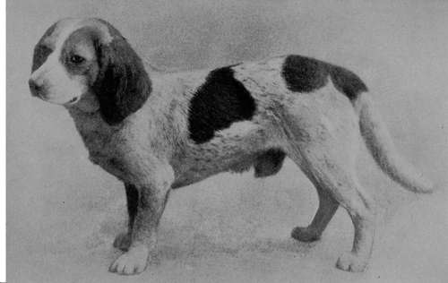 Pocket Beagle Cheerful of Rodnance (Property of Mrs Oughton Giles).