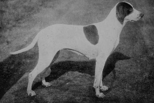 Pointer Bitch Barton Beauty (Property of Sir Humphry de Trafford, Bart).