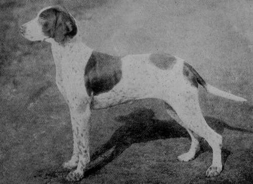 Pointer Bitch Barton Blanche (Property of Sir Humphry de Trafford, Bart).