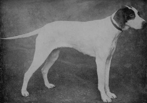 Pointer Champion Coronation (Property of Mr H. Sawtell).