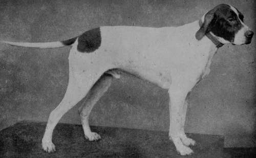 Pointer Champion Faskally Brag (Property of Mr H. Sawtell).