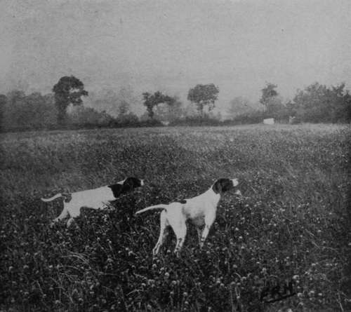 Pointers on Partridges (Property of Mr F. R. Horner).