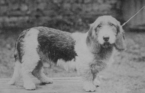 Rough coated Basset hound Dog Champion Puritan.