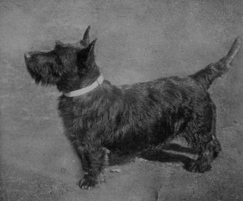 Scottish Terrier Dog Champion Hyndman Thistle.