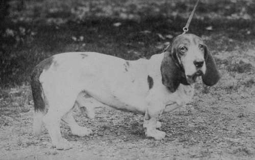 Smooth Basset hound Dog Champion Louis Le Beau. Died 1902. A veritable pillar of the. Stud Book (Property of Mrs Tottie).