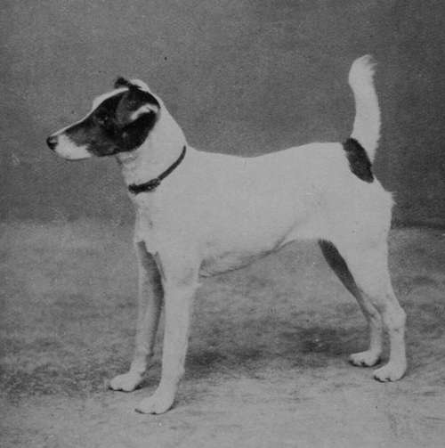 Smooth Fox Terrier Champion Cymro Queen (Property of Mr. A. Jowett).