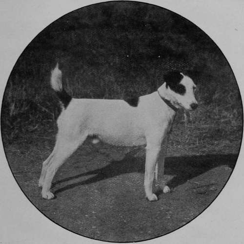 Smooth Fox Terrier Dog Champion Dukedom (Property of Mr Redmond).