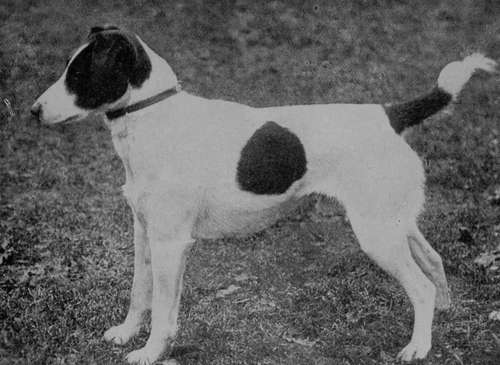 Smooth Fox Terrier Duke of Doncaster (Property of Mrs Bennett Edwards).
