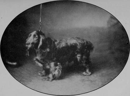 Typical Cocker Spaniel.