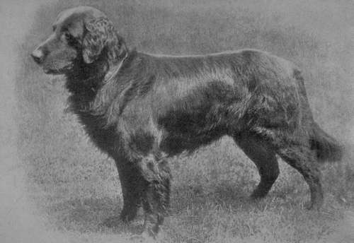 Typical Flat coated Retriever.