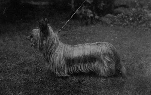 Typical Prick eared Skye Terrier Dog (Property of Miss M'Cheane).