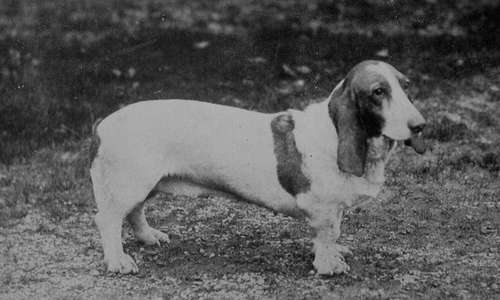 Typical Smooth coated Basset Bitch. (Note the perfection of facial expression).