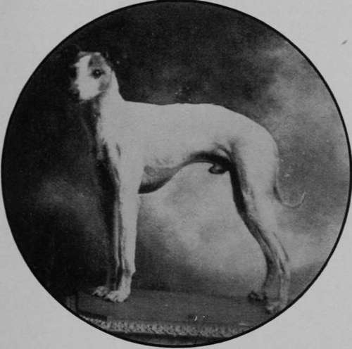 Typical Whippet Dog Dandy Coon (Property of Mr Thomas Redruth).