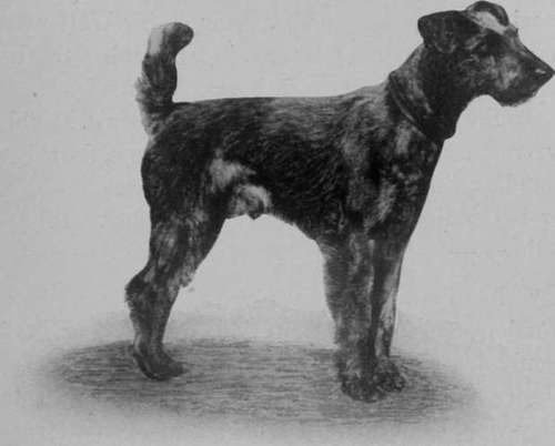 Welsh Terrier.