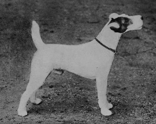 Wire haired Fox Terrier Dog, Remus of Gaywood (Property of Mr Weaver).