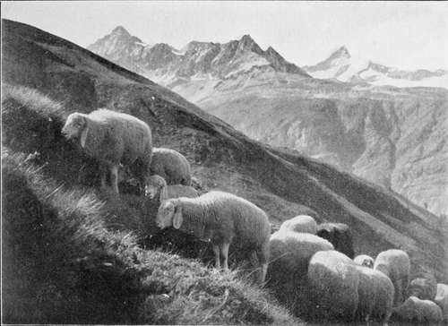 Mountain Pastures. By G. R. Ballance.