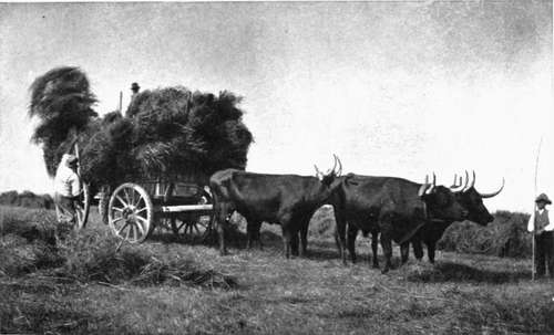 A Team of Sussex Oxen.