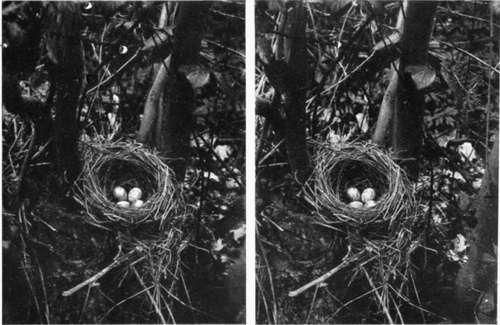 Blackbird's Nest.