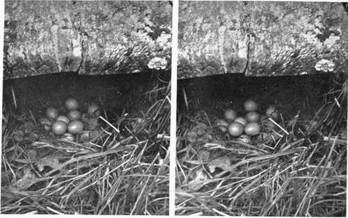 Common Partridge's Nest under Seat (22 eggs).