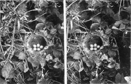Common Whitethroats Nest.