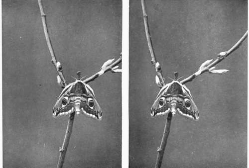 Emperor Moth (female).