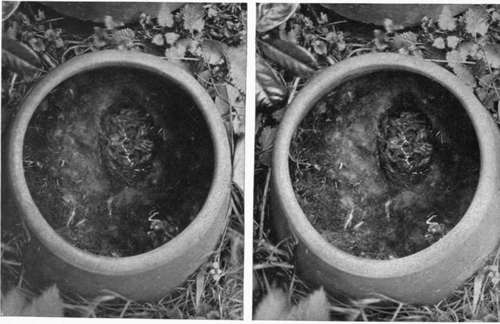 Great Tits Nest in Pot (lid removed).