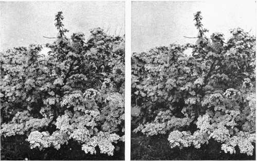 Hawthorn in Bloom (Nearer View of a Portion of Fig. 34).
