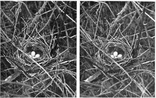 Hedge Sparrows Nest.