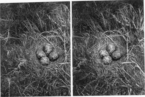 Lapwings Nest.