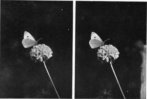 Large White Butterfly.