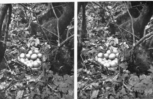 Pheasant's Nest(x8 eggs).