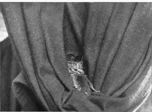 Robin's Nest in Curtain in Schoolroom. (Photograph taken from the Platform shown in Fig. 58).
