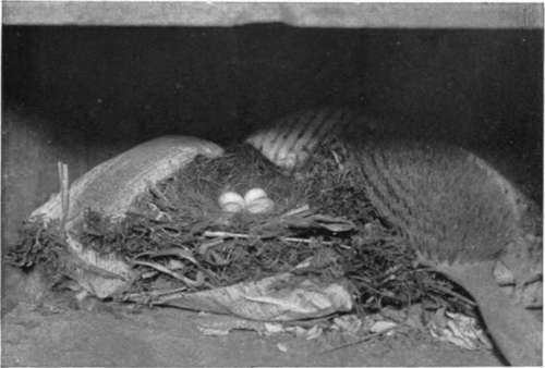 Robins Nest and Eggs, in Old Cupboard shown in Fig. 56.