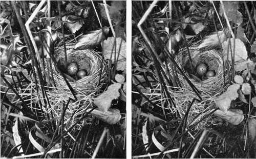 Sedge Warbler's Nest containing Cuckoo's Egg.