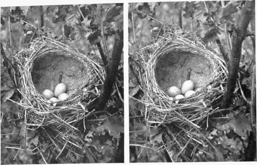 Song Thrush's Nest.