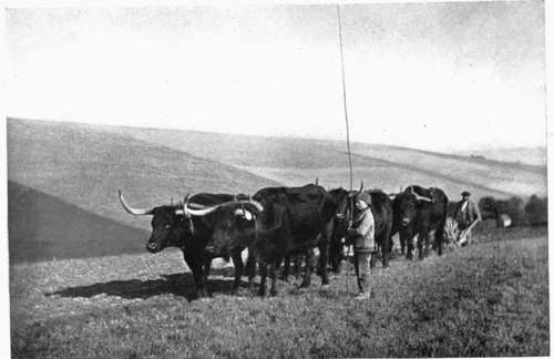 Sussex Oxen at Plough.